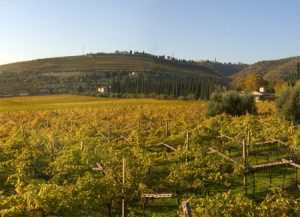 Vigneti in Valpolicella